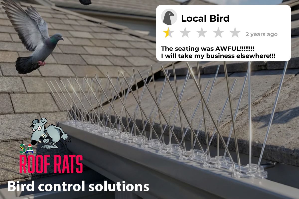 Humane Bird Control & Stainless Steel Spikes