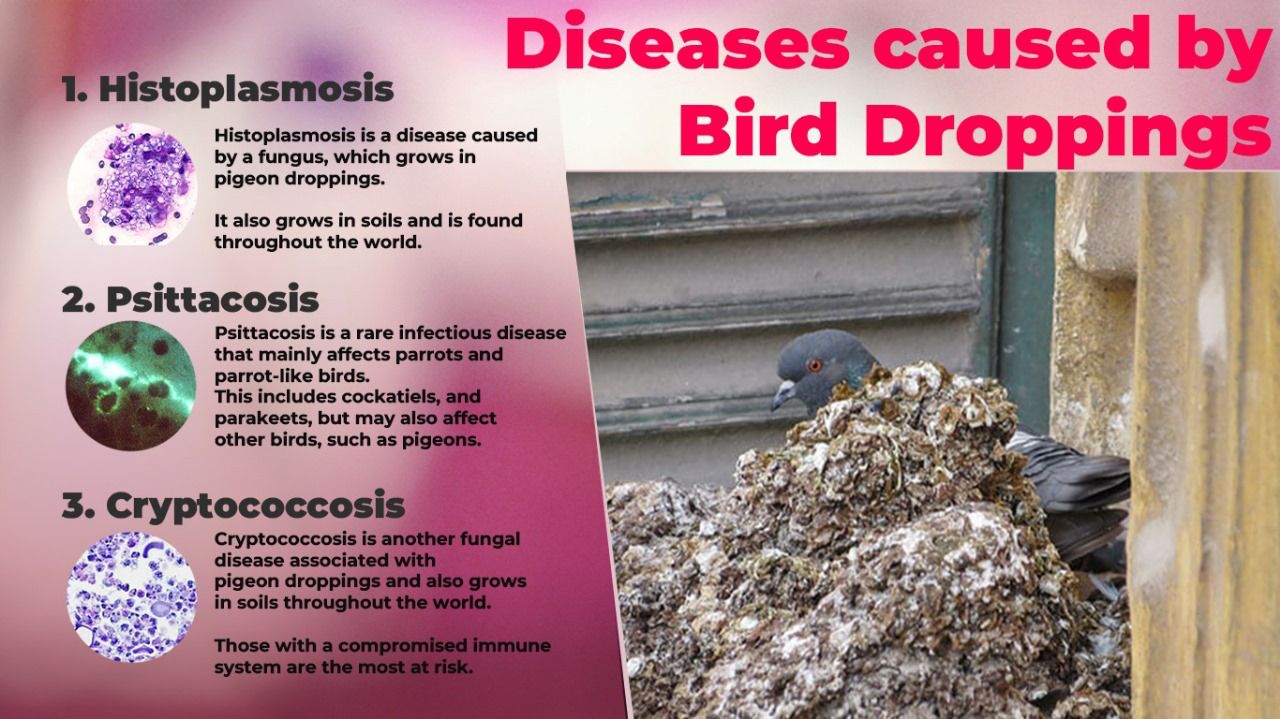 Health Risks Associated with Bird and Pigeon Droppings