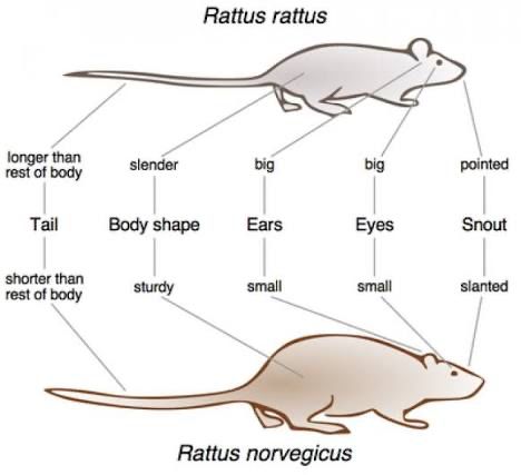 Brown Rat (Rattus norvegicus) vs Black Roof Rat (Rattus rattus)